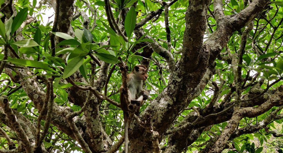 Aapjes in de bomen Aapjes in de bomen